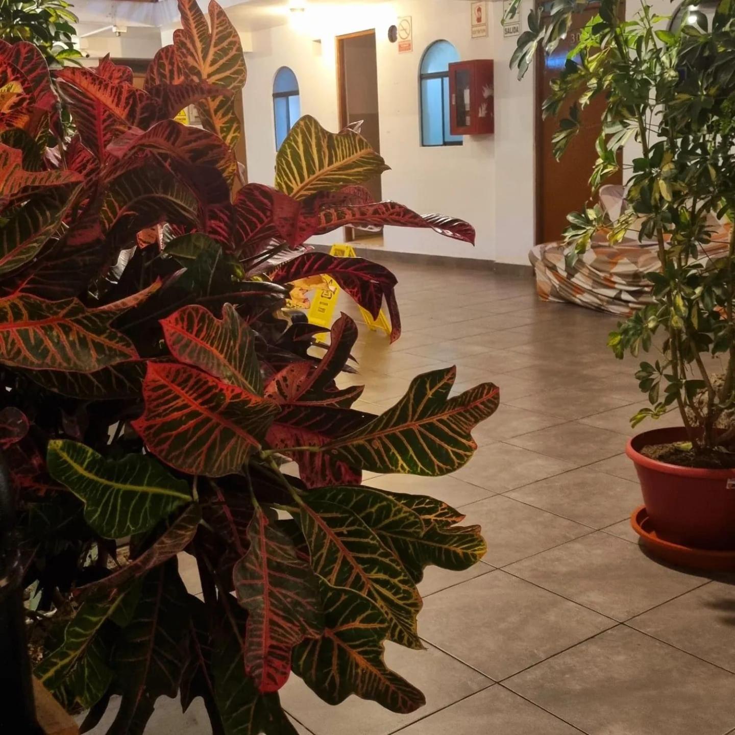 Hostel Thay83 Miraflores Lima Eksteriør bilde